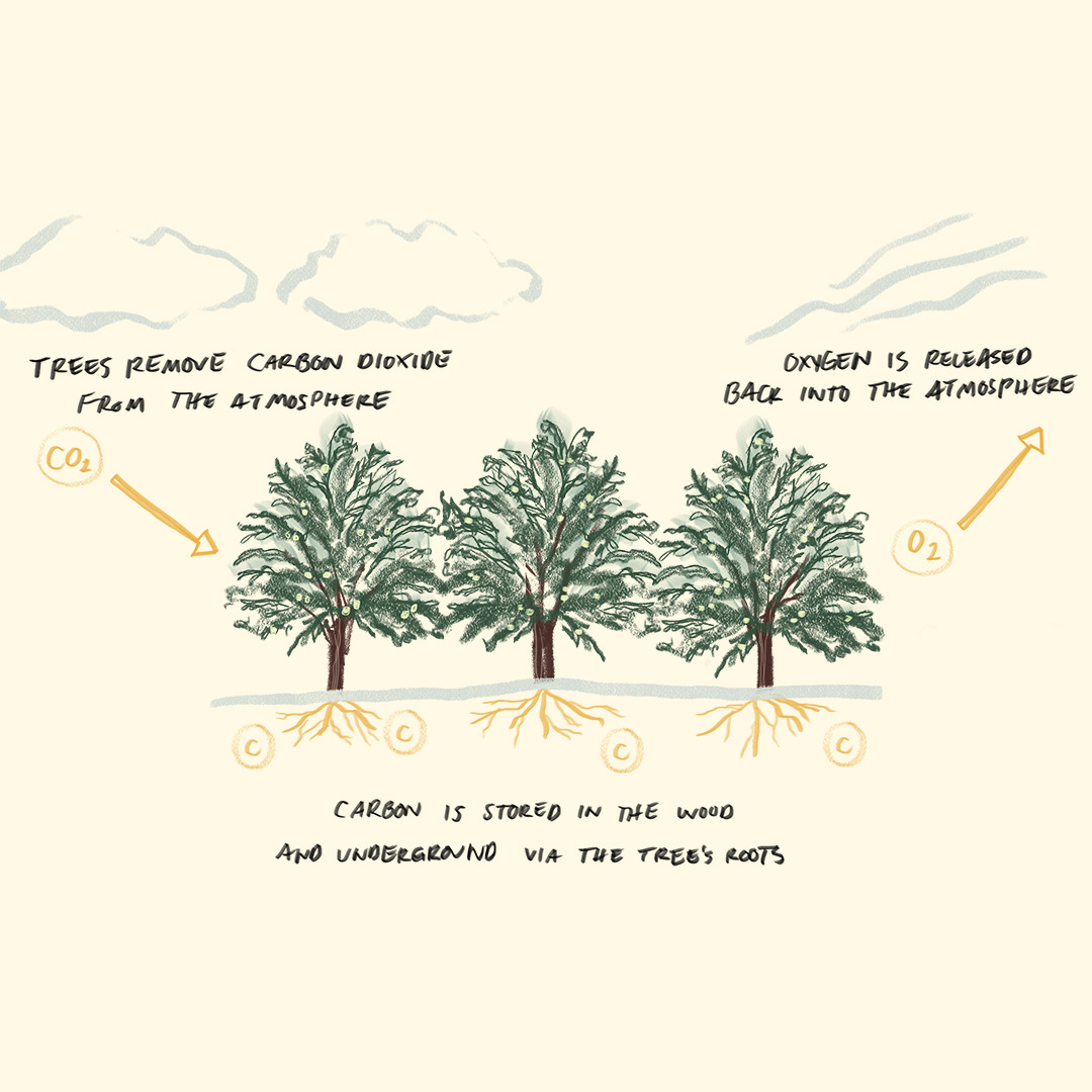 Las almendras: Lo que nos enseñan sobre el desecho