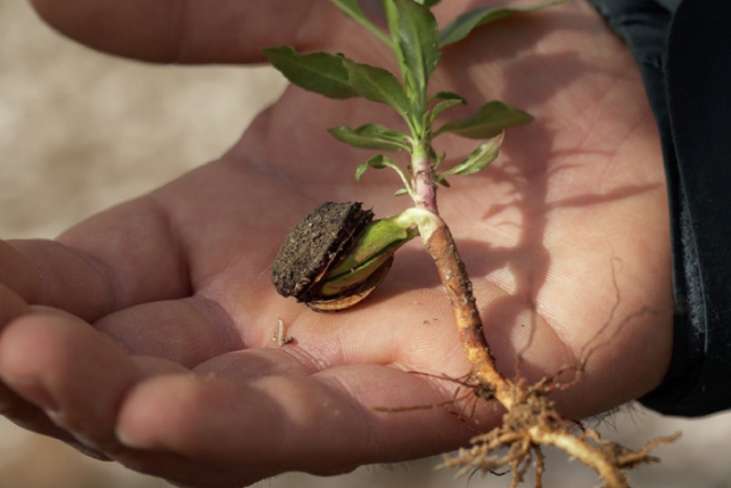 EL CICLO DE VIDA DE LA ALMENDRAS